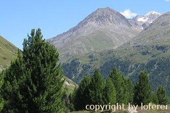Zirbe